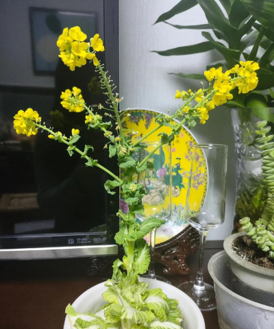 家庭养花用生根粉