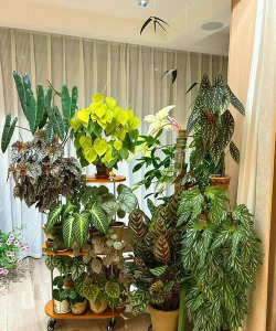 家庭养花用生根粉