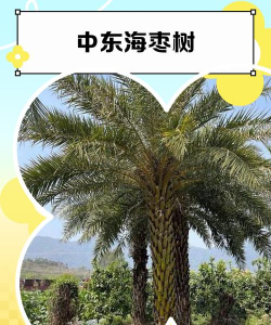 中东海枣树的培植方法