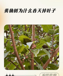 黄角树掉叶子怎么办