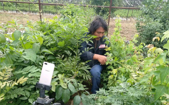 家庭养花用生根粉