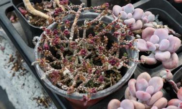 家庭养花用生根粉