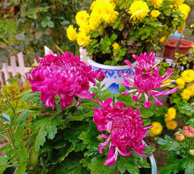 家庭养花用生根粉