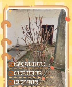 新栽牡丹苗要怎么断花芽