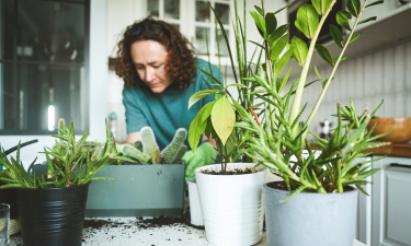 家庭养花用生根粉
