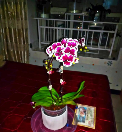 家庭养花用生根粉