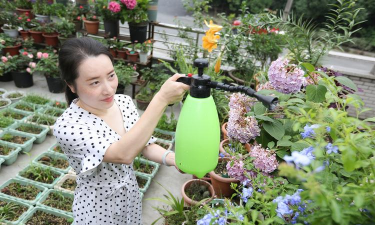 家庭养花用生根粉