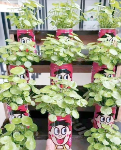 家庭养花用生根粉