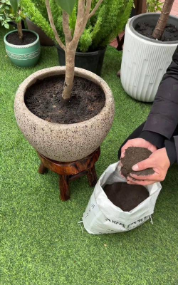 家庭养花用生根粉