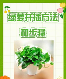 家庭养花用生根粉