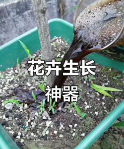 家庭养花用生根粉