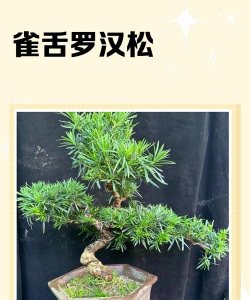 南通雀舌罗汉松怎么养