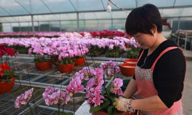 家庭养花用生根粉