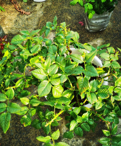 家庭养花用生根粉