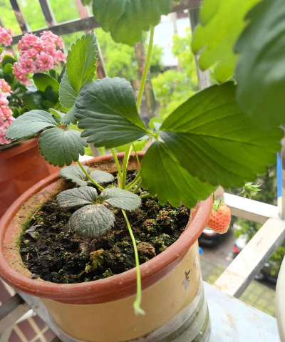 家庭养花用生根粉