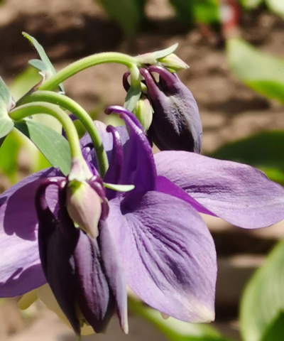 仙儿姐姐养花 仙儿姐姐养花