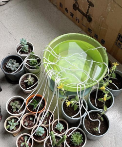 家庭养花用生根粉