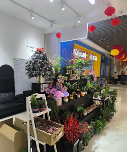 家庭养花用生根粉