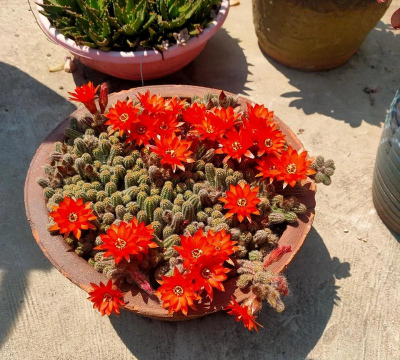 家庭养花用生根粉