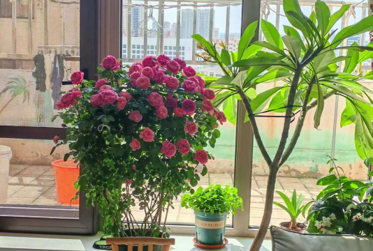 家庭养花用生根粉