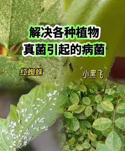 家庭养花用生根粉