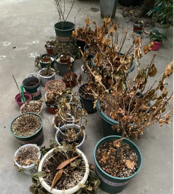 家庭养花用生根粉