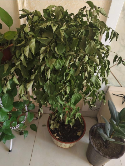 家庭养花用生根粉