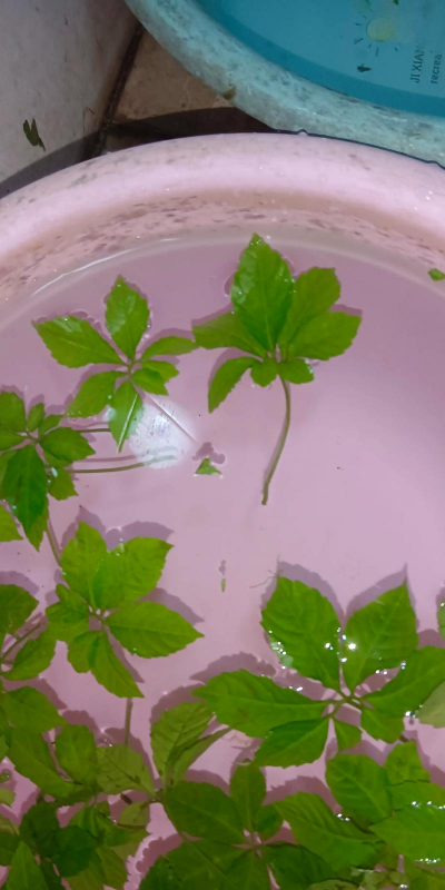 绞股蓝的栽培技术