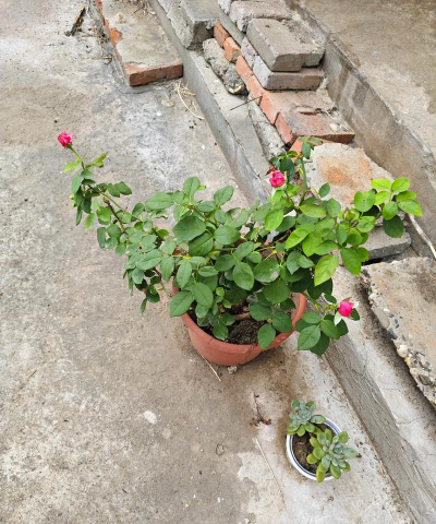 家庭养花用生根粉