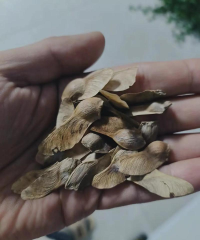 元宝槭播种育苗技术