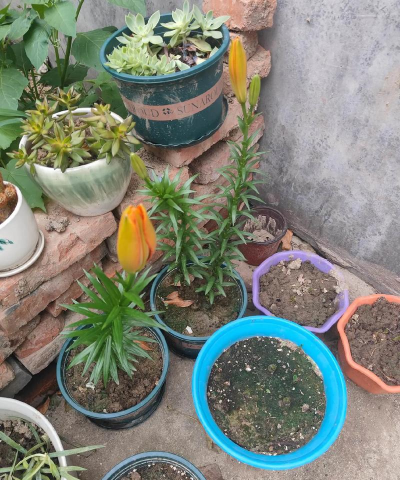 家庭养花用生根粉