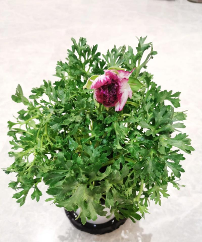 洋牡丹花干了怎么办