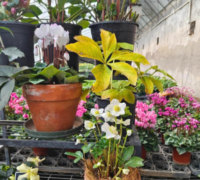 家庭养花用生根粉