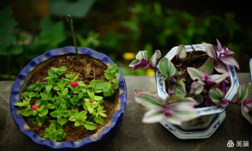 家庭养花用生根粉