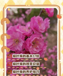 春天的榆叶梅是怎么写