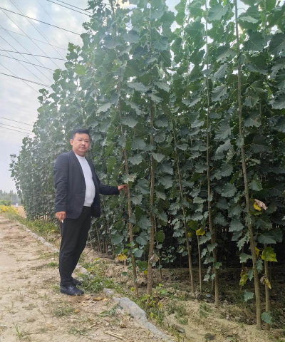 速生杨苗木培育技术要点