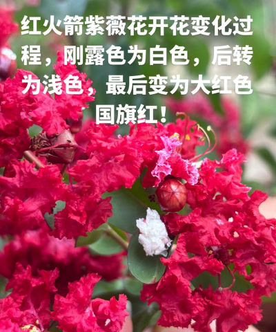 紫薇开花白色怎么变红色