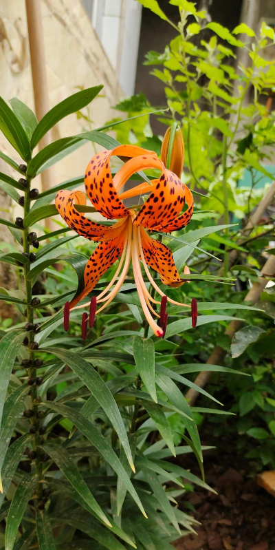 卷丹百合花粉怎么去除