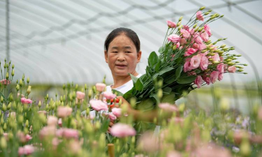 家庭养花用生根粉