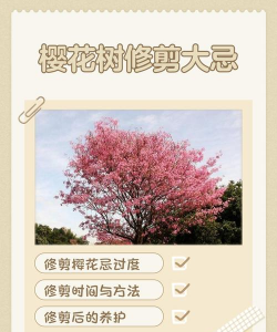 樱花如何换土复壮