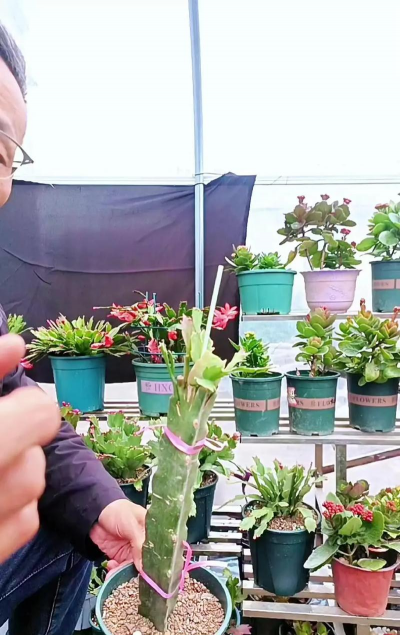 三角柱怎么养殖方法