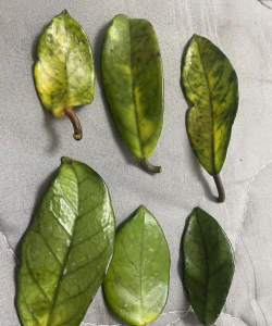 球兰花叶子黄怎么办