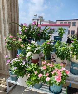 家庭养花用生根粉