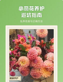 养不好小丽花怎么办