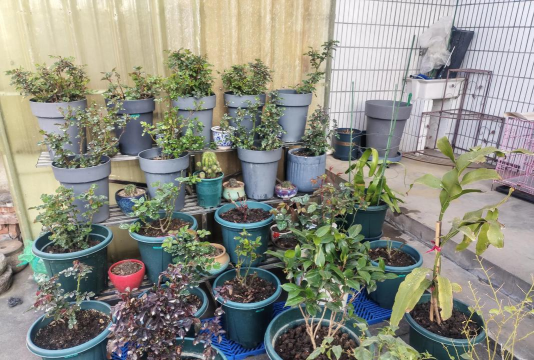 家庭养花用生根粉