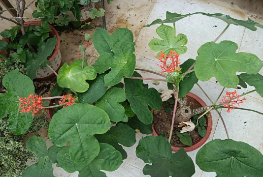 家庭养花用生根粉