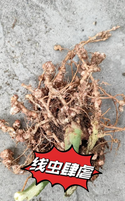 家庭养花用生根粉