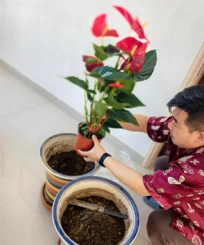 家庭养花用生根粉