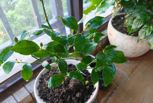 家庭养花用生根粉