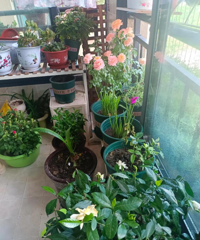 家庭养花用生根粉